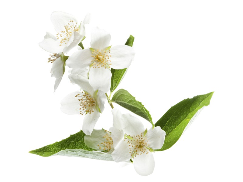 Arome Jasmin 30ml