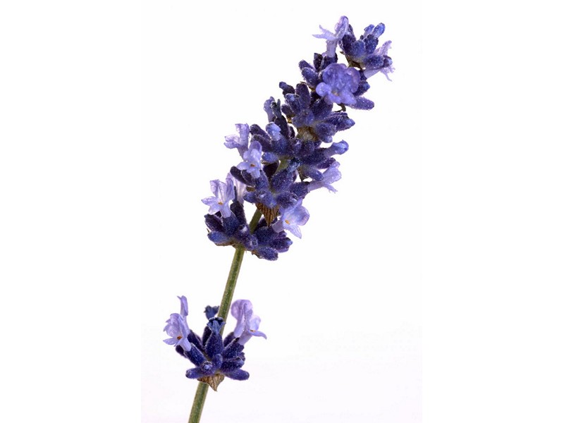 Arome Lavender 30ml